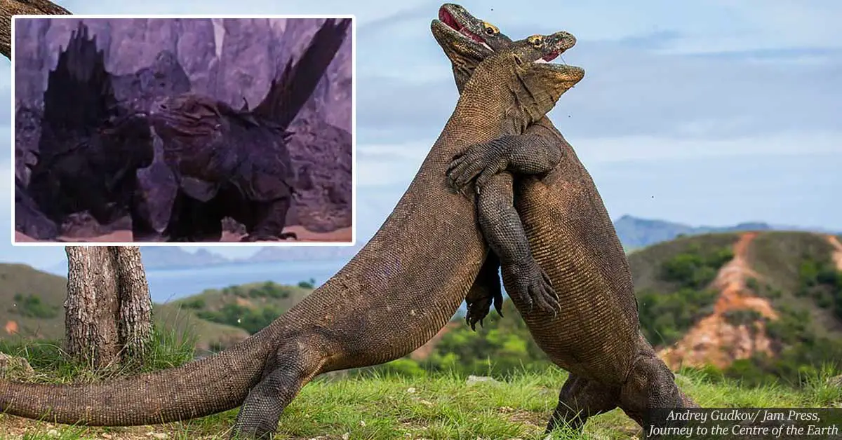 Epic dragon battle: Giant Komodo dragons wrestle each other in stunning photo series