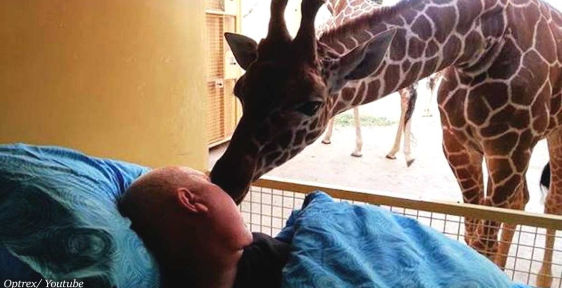 TOUCHING: Giraffe gives a dying zookeeper one last kiss goodbye