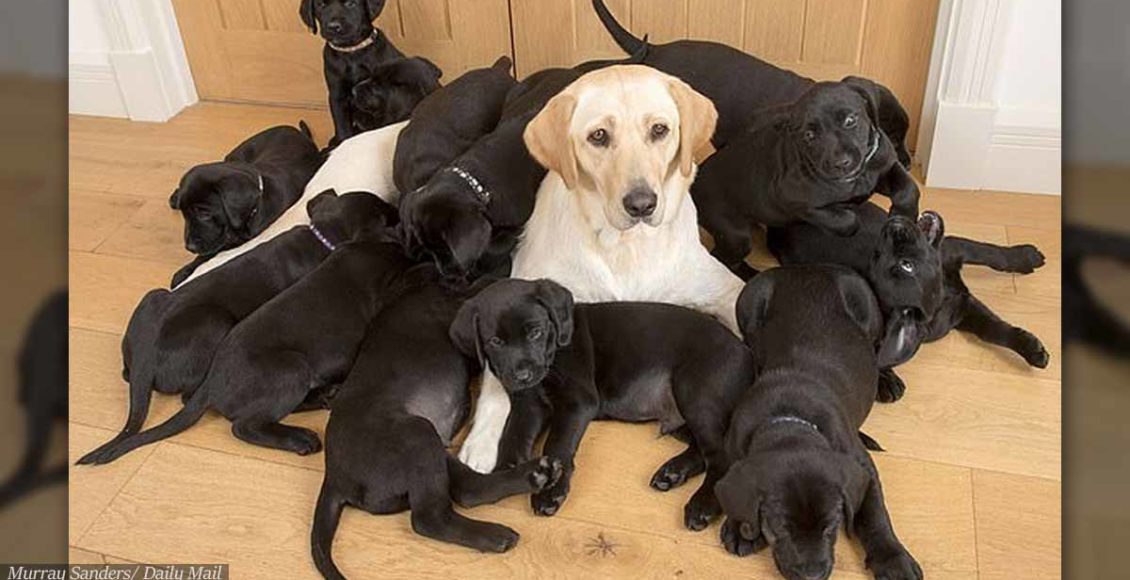 Golden Labrador Gives Birth To 13 Black-Coated Puppies