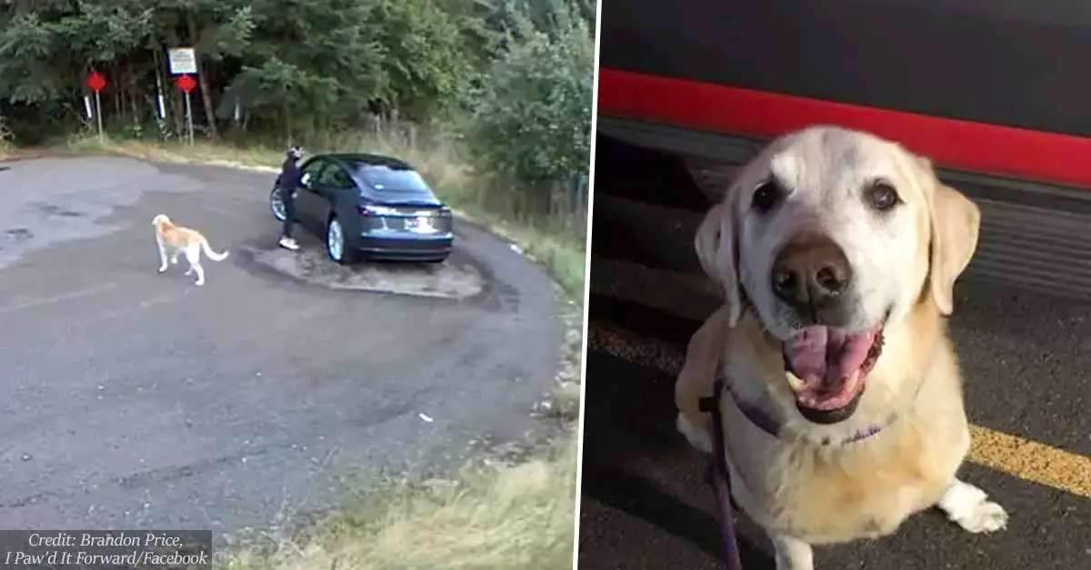 Heartbreaking Video Shows Golden Retriever Abandoned By Its Owner