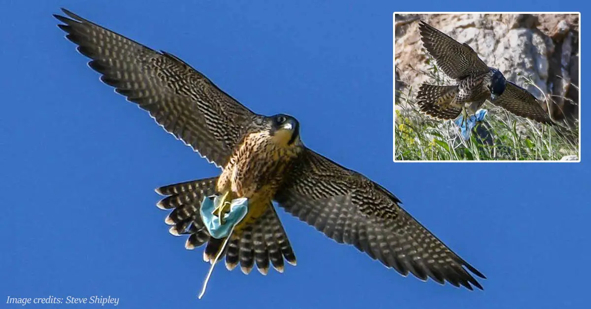 Juvenile falcon pictured with disposable face mask tangled in its talons