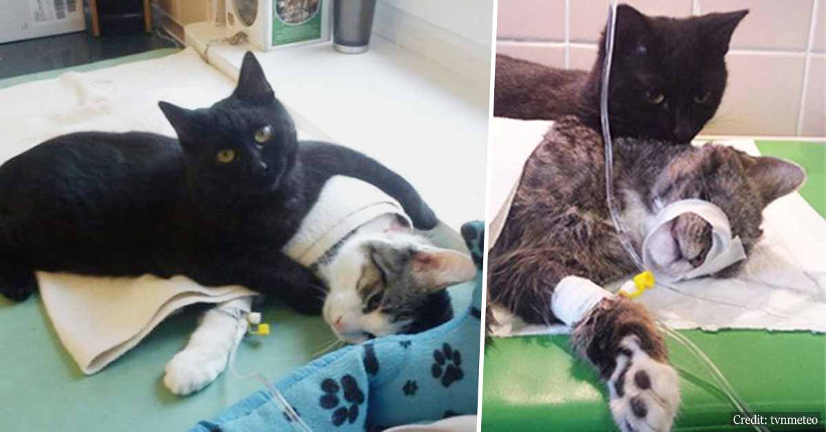 Loving and Compassionate Nurse Cat From Poland Looks After Other Animals At Animal Shelter