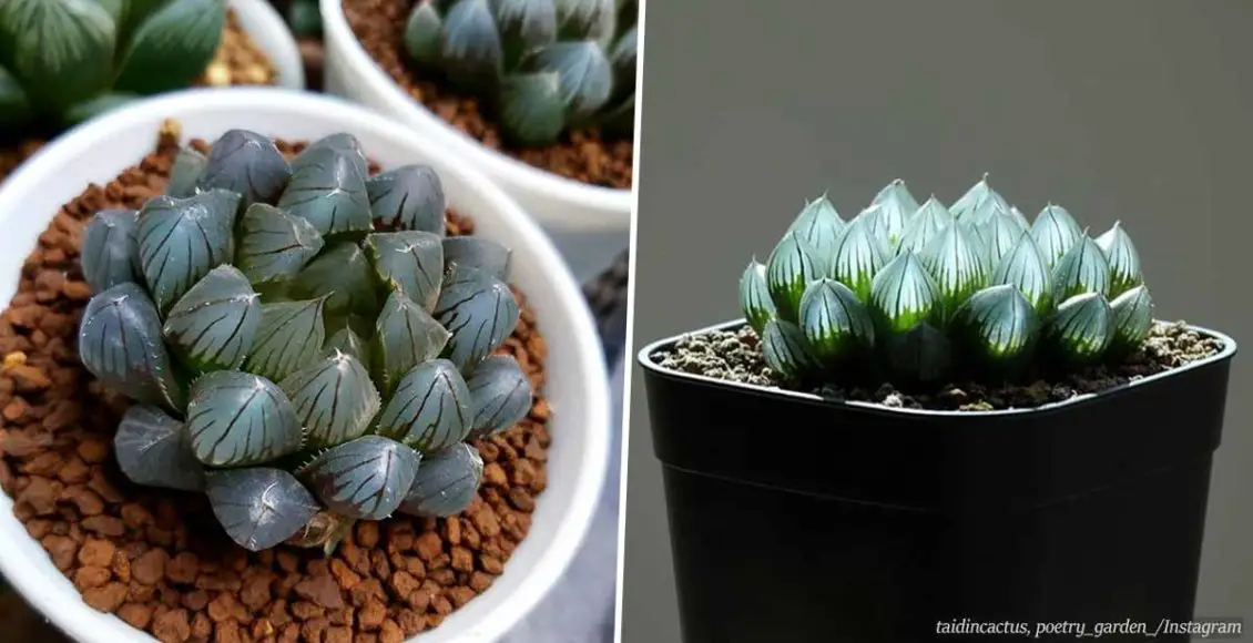 Opal succulents are easy to grow and look so magical that we all want one