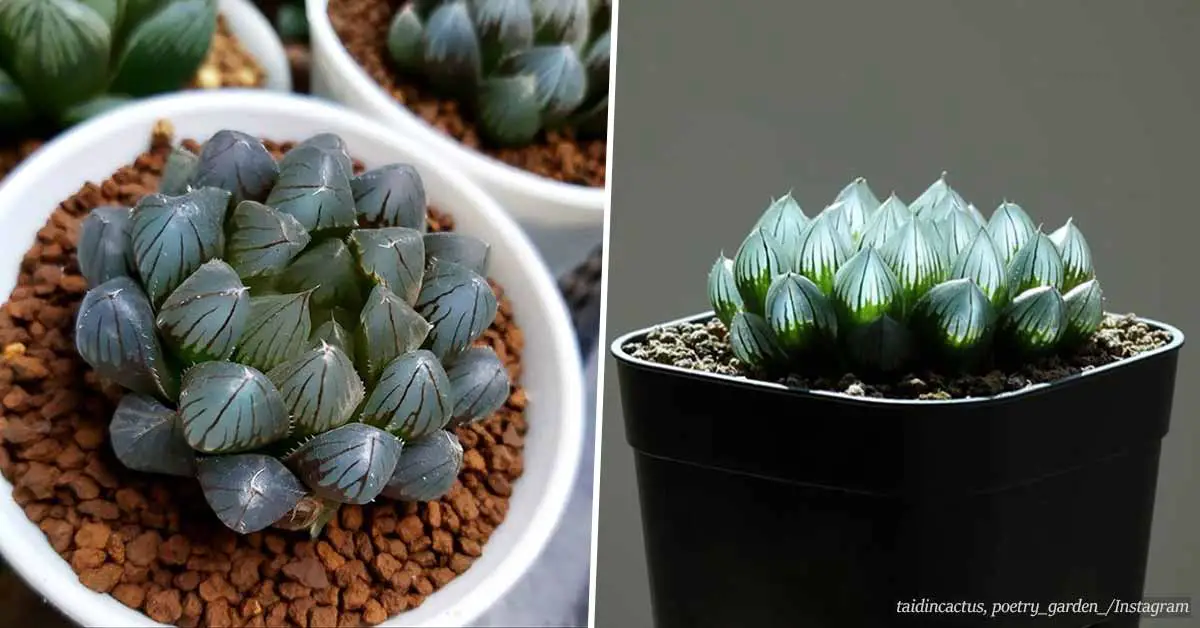 Opal succulents are easy to grow and look so magical that we all want one
