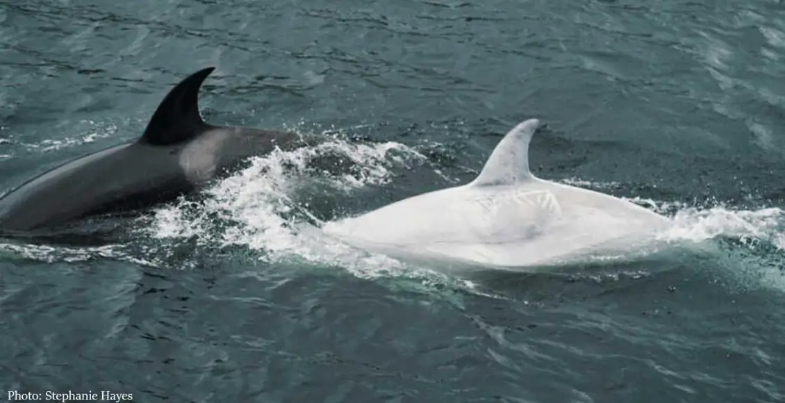 Rare white killer whale spotted off the coast of Alaska
