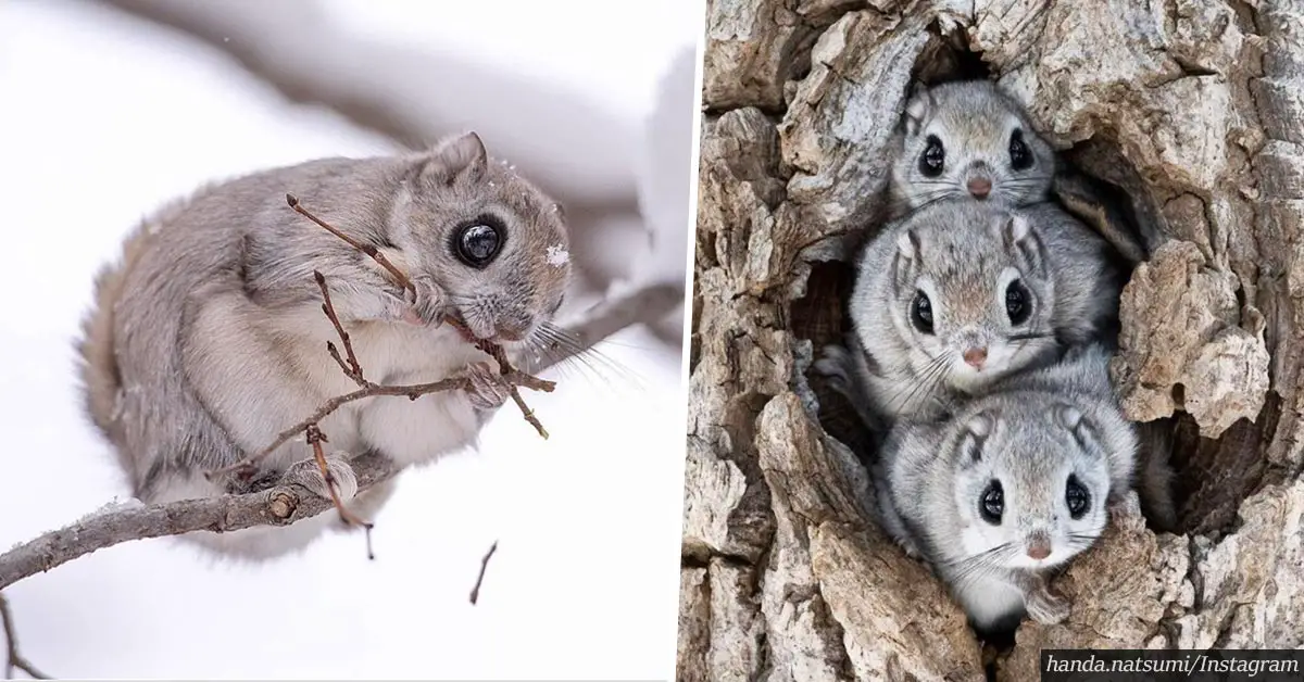 Real life pokemon: Footage of tiny and adorable Japanese dwarf flying squirrels will leave you in awe