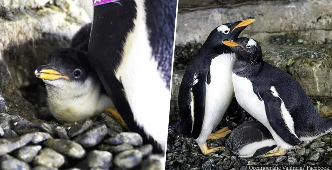 Same-Sex Penguin Couple Become Parents After Adopting Egg