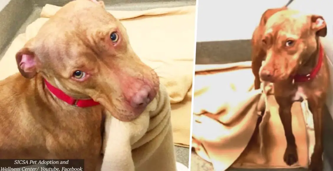 Shelter pit bull kept getting rejected, so he learned how to make his own bed to show he's a 'good boy'