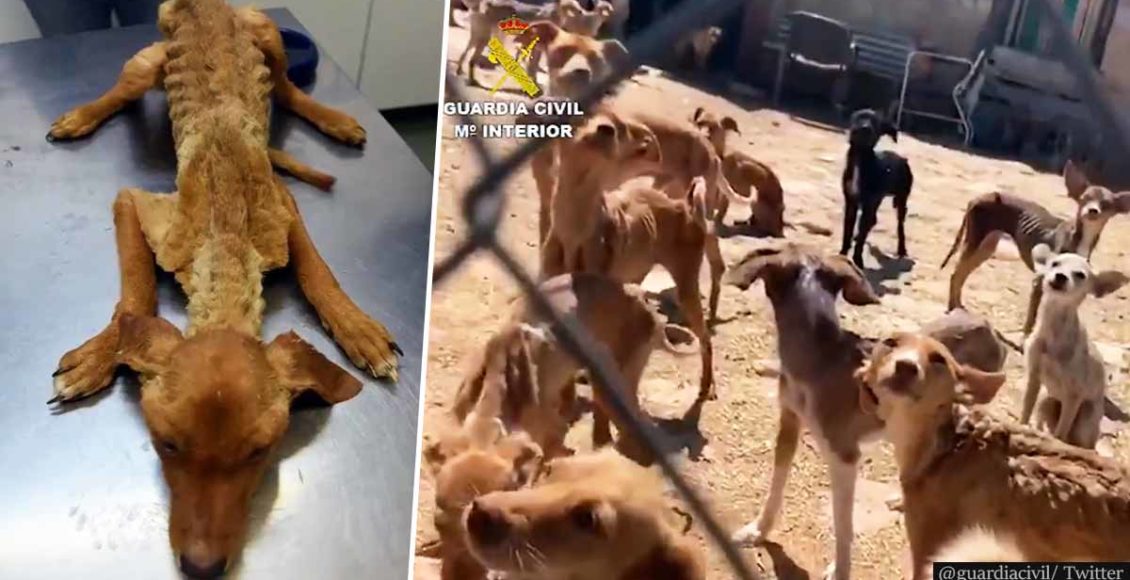 Spanish police rescues 41 malnourished and dehydrated dogs
