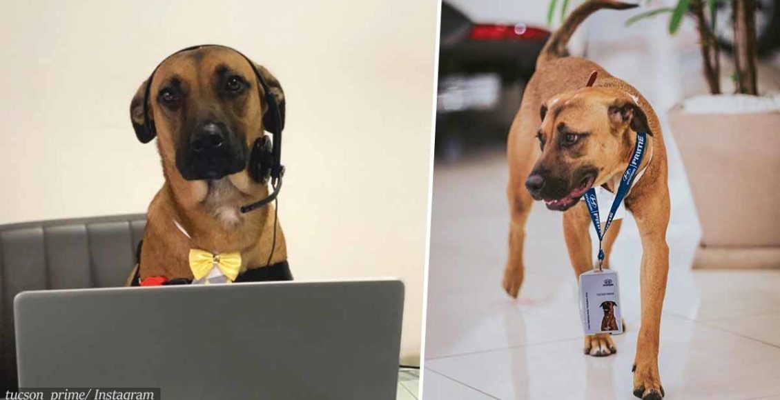 Stray Dog Who Keeps Visiting Car Dealership Is Adopted By Staff And Given A Job