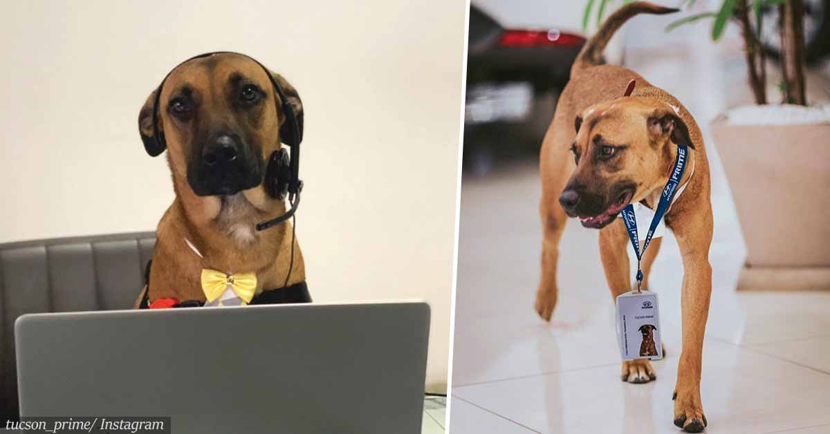 Stray Dog Who Keeps Visiting Car Dealership Is Adopted By Staff And Given A Job