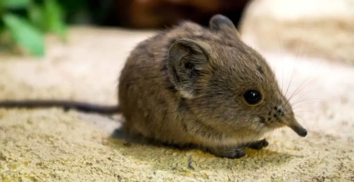 Tiny elephant shrew rediscovered in Africa after 50 years