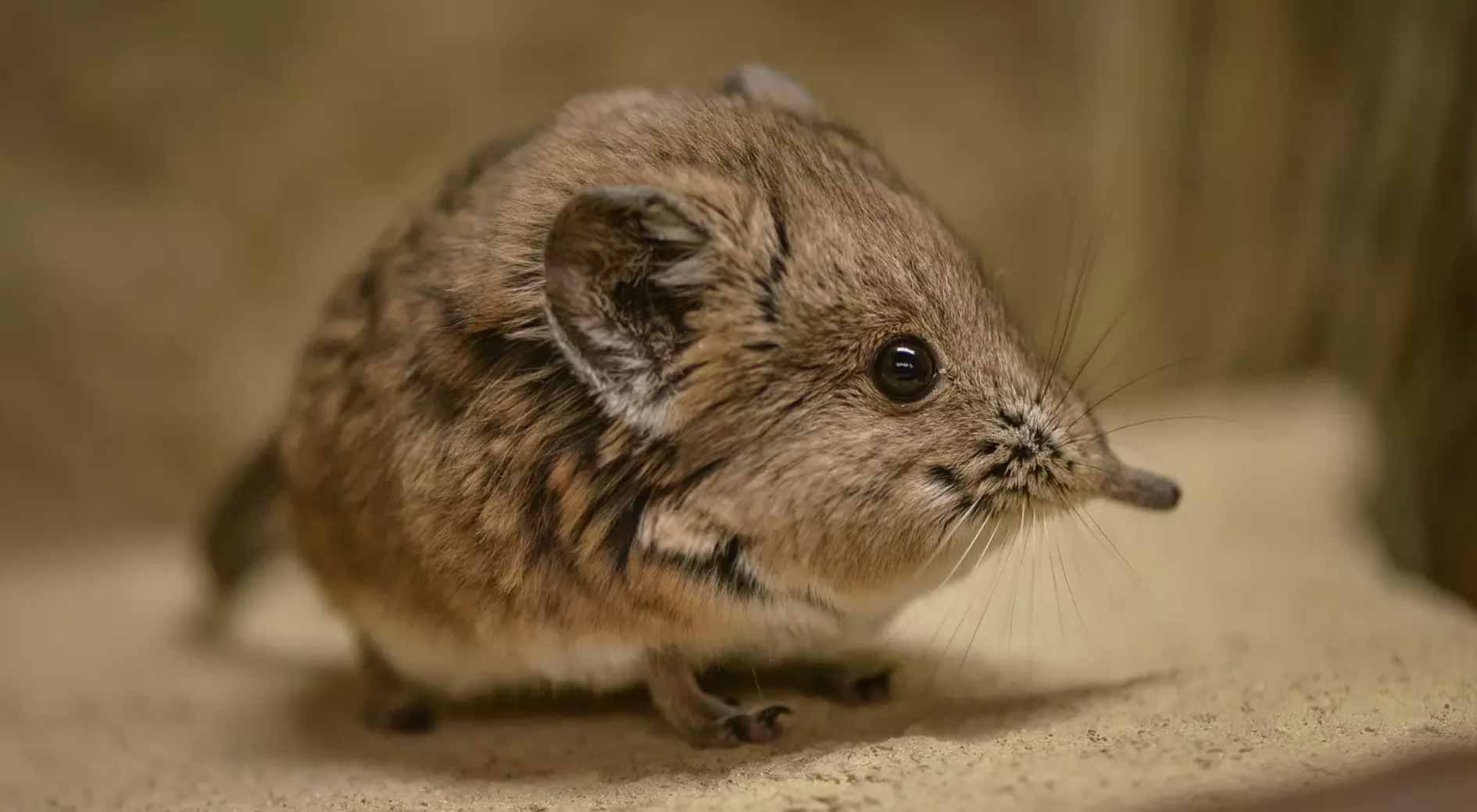 Tiny elephant shrew rediscovered in Africa after 50 years