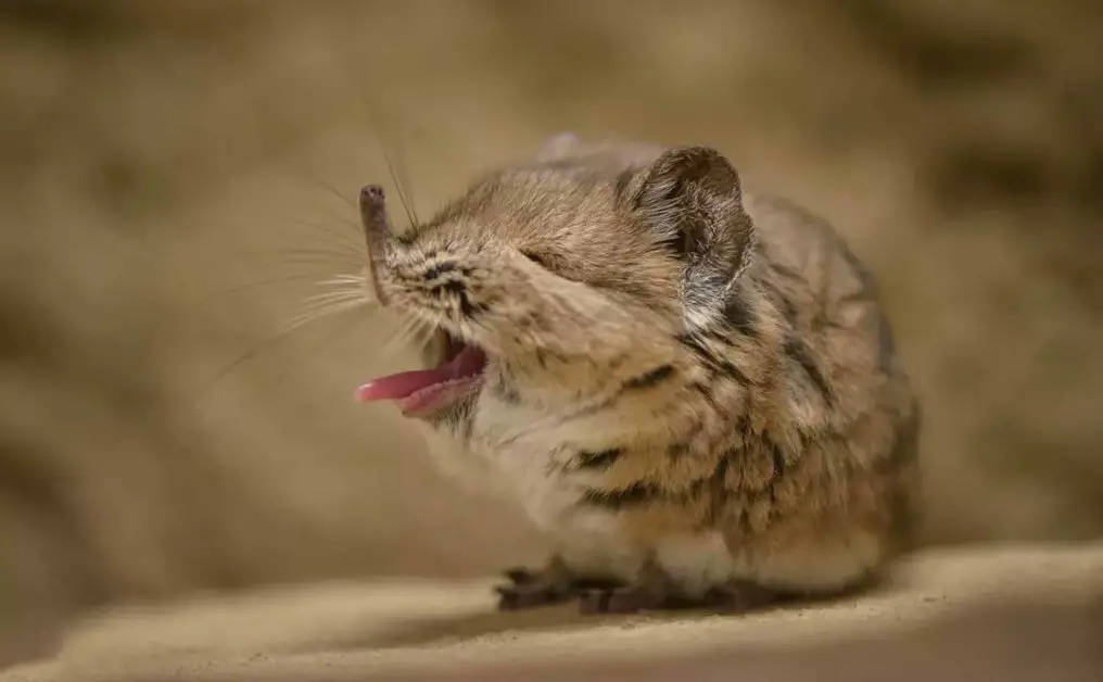 Tiny Elephant Shrew Rediscovered In Africa After 50 Years - Face of Malawi