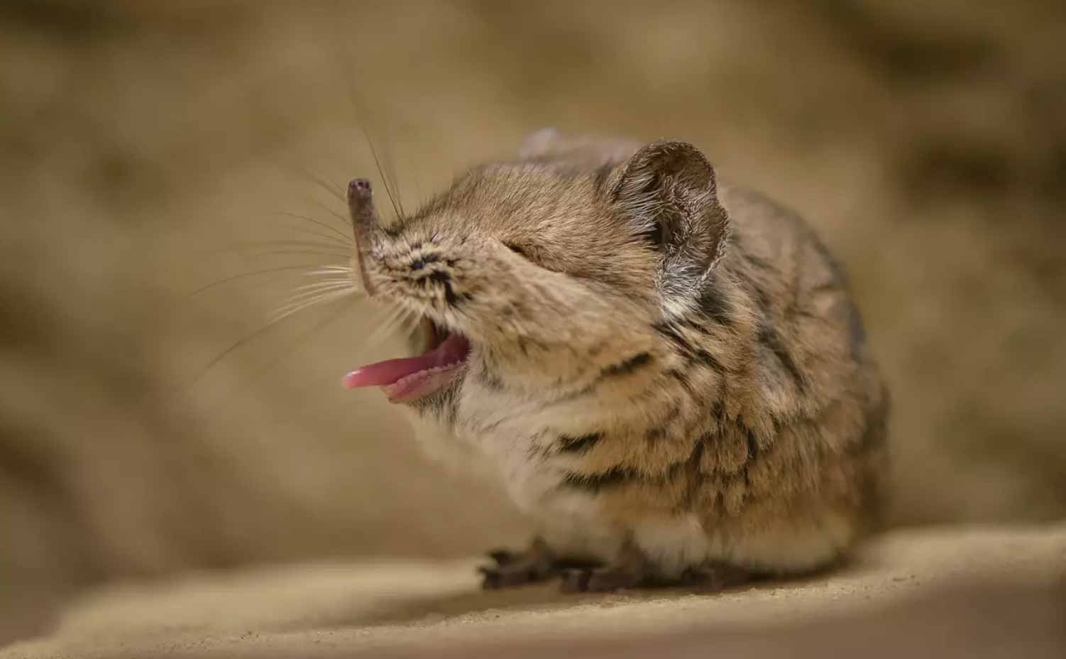 the-black-and-rufous-elephant-shrew-rhynchocyon-petersi-also-known