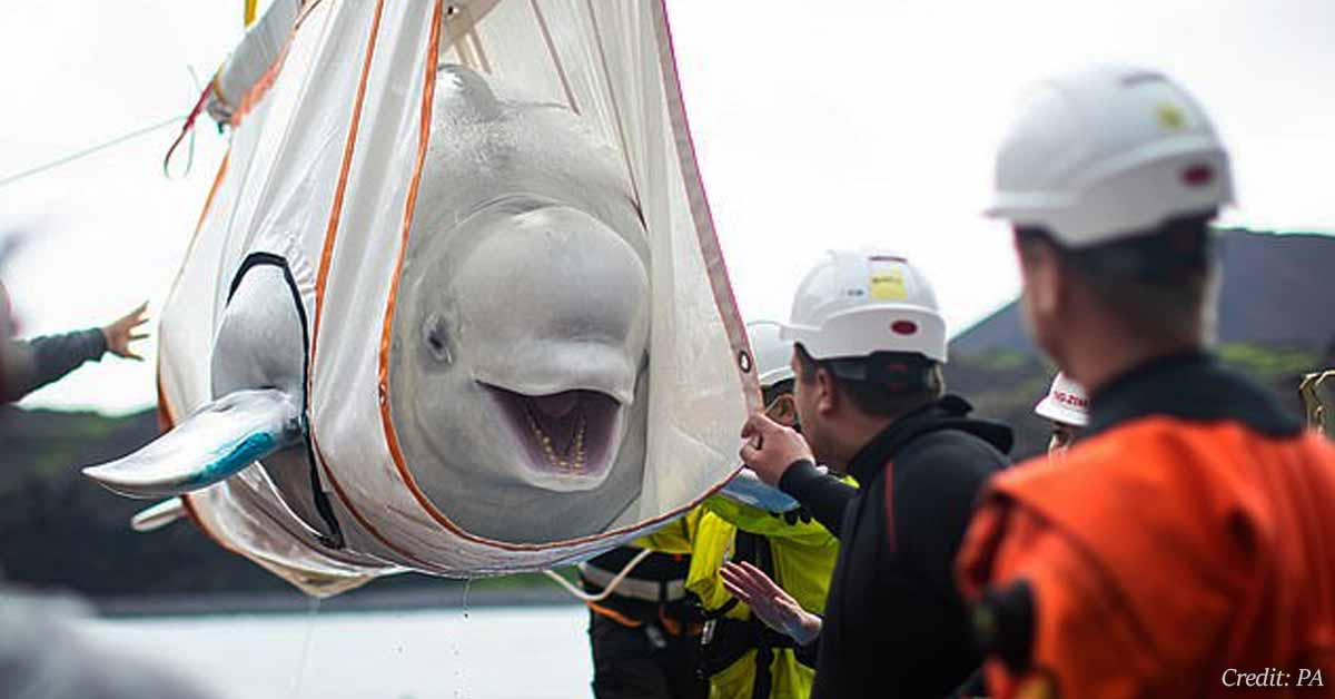 Two Beluga Whales Transported From Chinese Aquarium to Open-Water Ocean Refuge