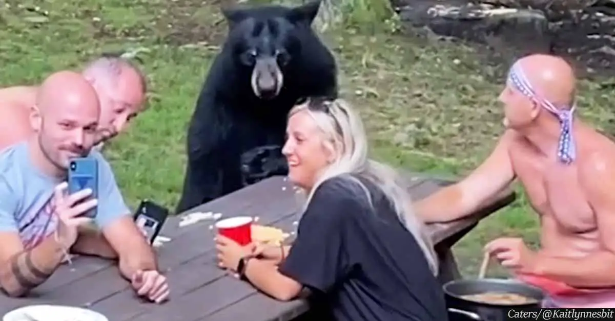 Wild bear joins quiet family picnic in Maryland