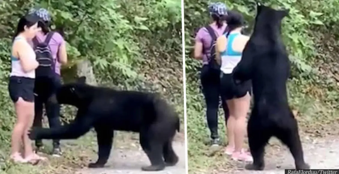 Wild Bear That Sniffed Woman's Hair Castrated