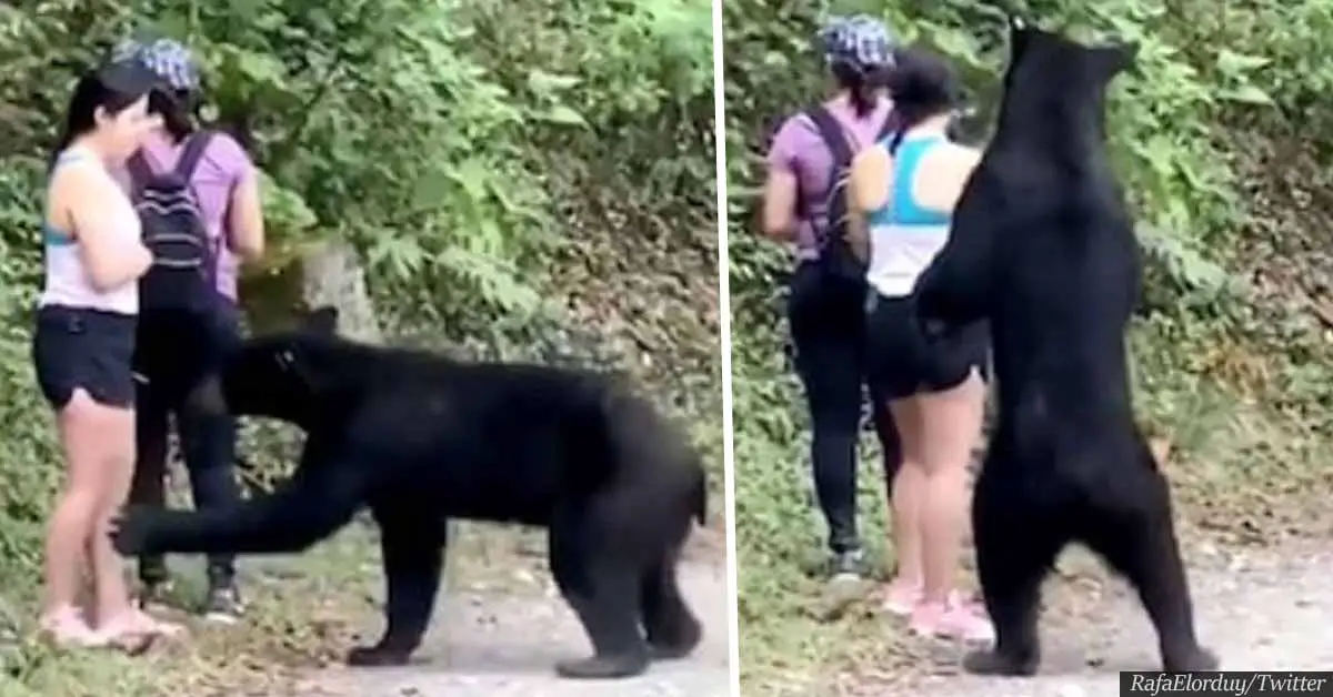 Wild Bear That Sniffed Woman's Hair Castrated