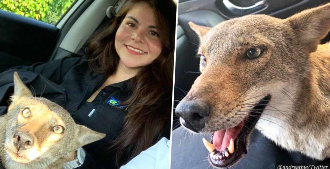Young Woman Rescues a Wounded “Dog” on the Streets, Finds Out It Was Wild Coyote