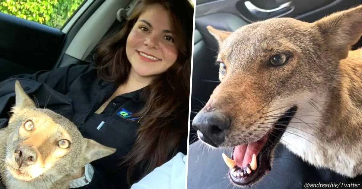 Young Woman Rescues a Wounded “Dog” on the Streets, Finds Out It Was Wild Coyote