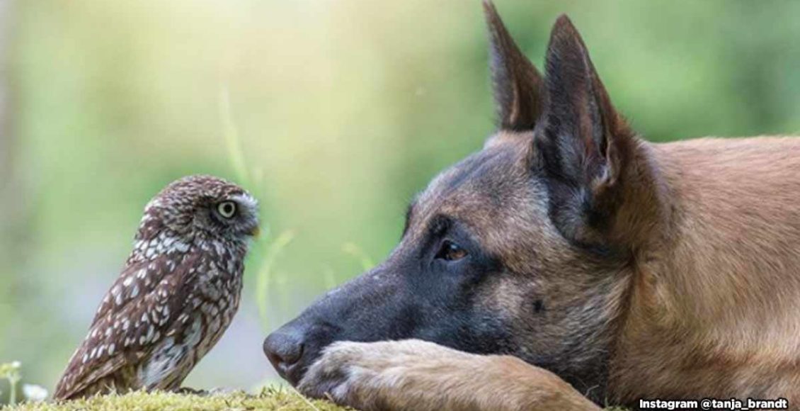 20 wholesome pictures of the bond between a giant dog and a tiny owl