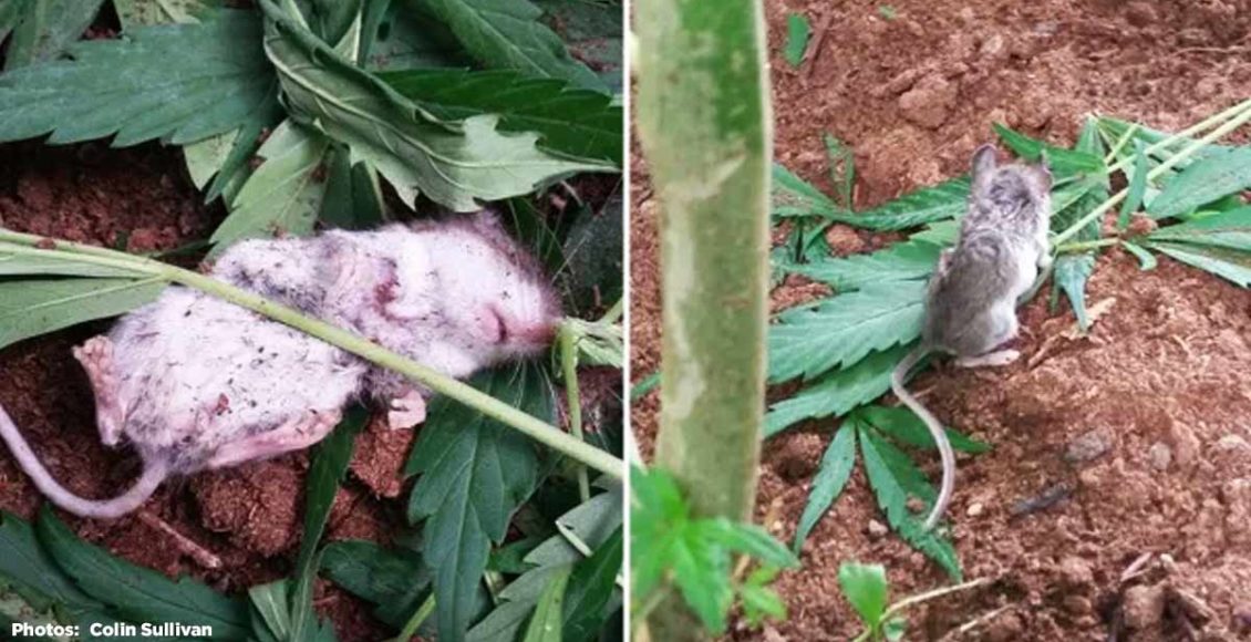 A curious mouse spotted munching on cannabis leaves in Canada