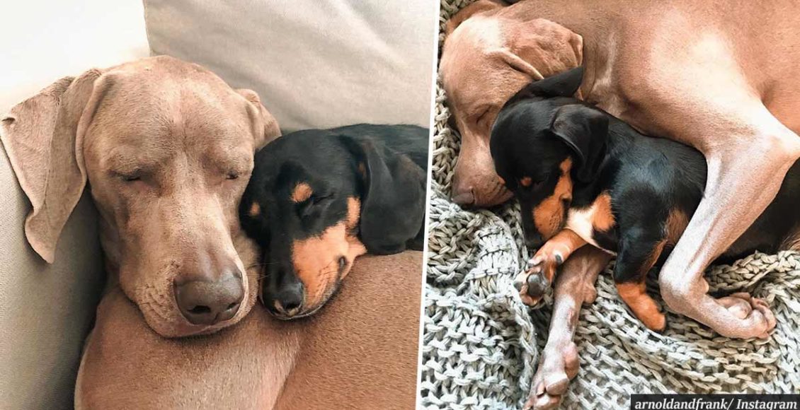 Dog overcomes crippling anxiety — with his own emotional support dog