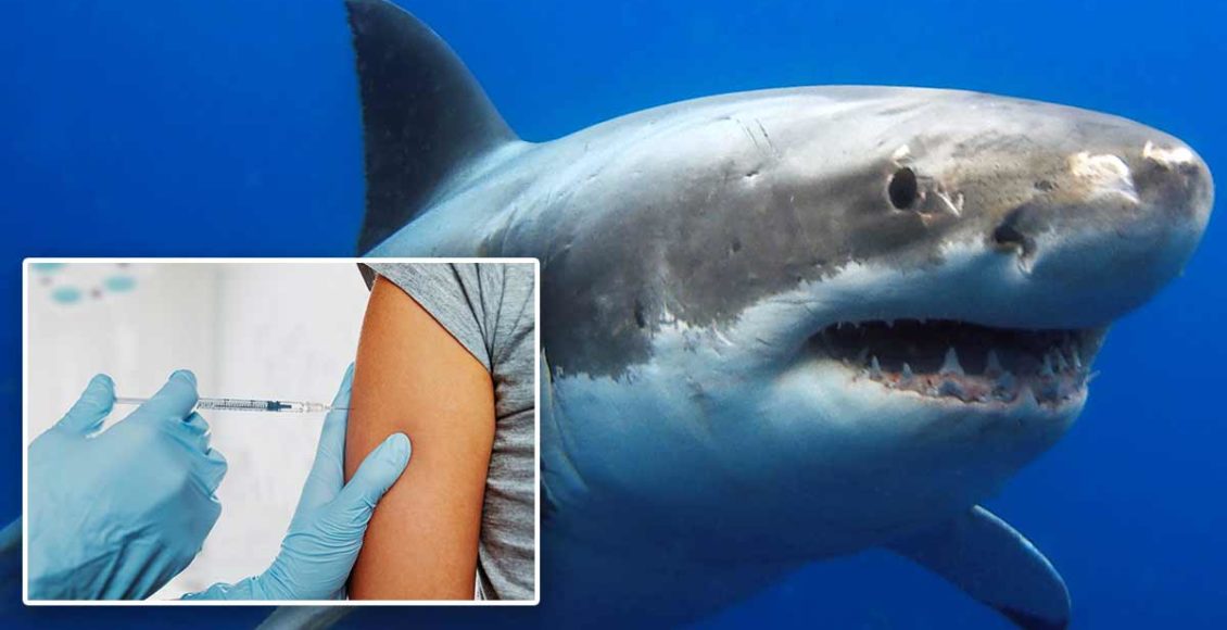 Half a million sharks could be killed for COVID-19 vaccine, experts warn