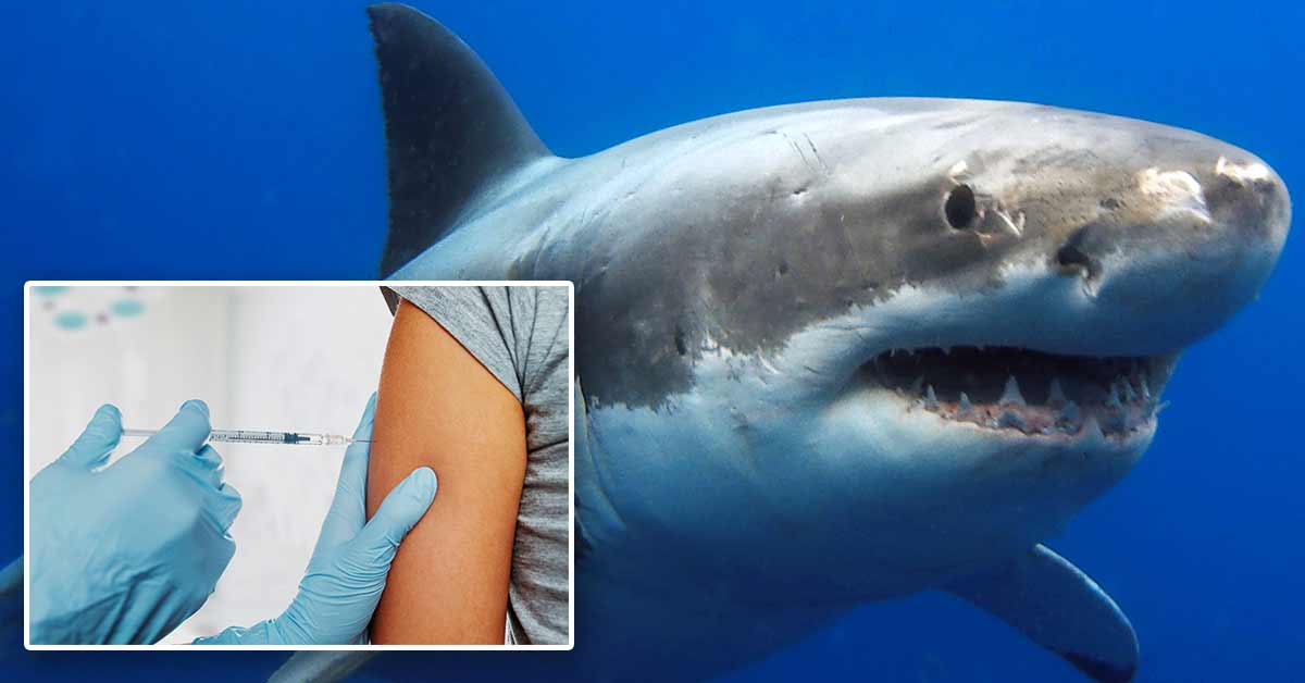 Half a million sharks could be killed for COVID-19 vaccine, experts warn