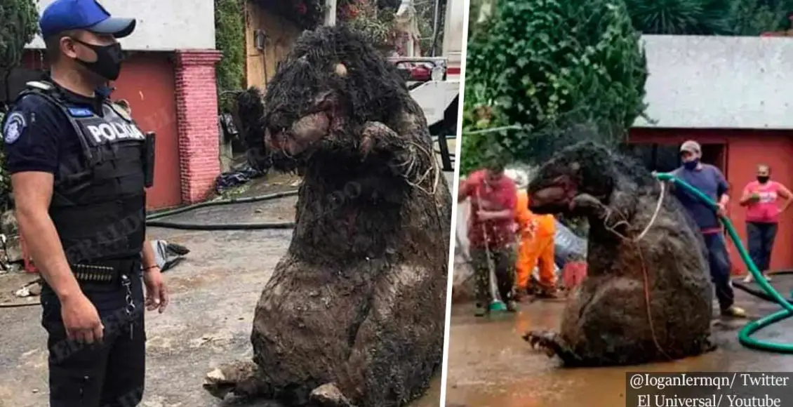 Mexico City workers find giant rat prop while cleaning drains following heavy rainfalls