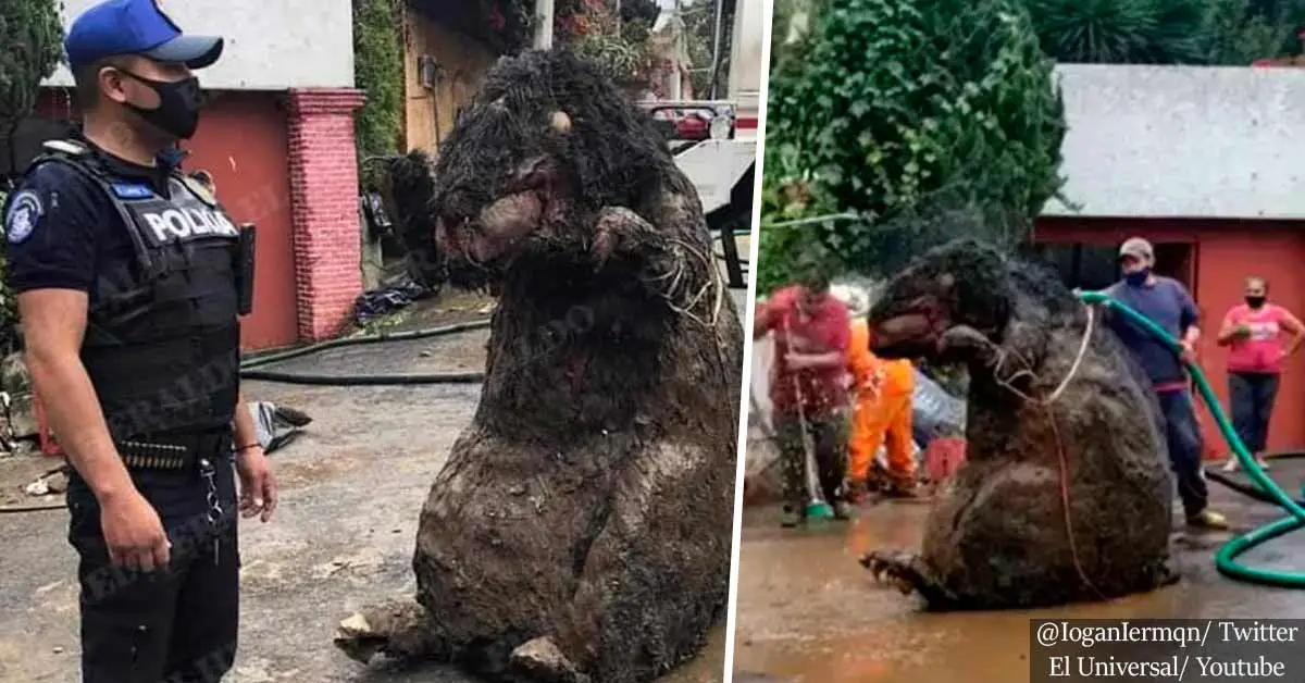 Mexico City workers find giant rat prop while cleaning drains following heavy rainfalls