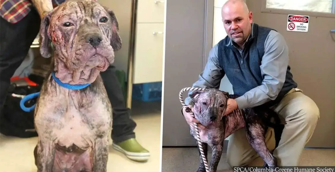 Mistreated furless dog shows up frozen at front door. Thankfully, she chose the right person to help her