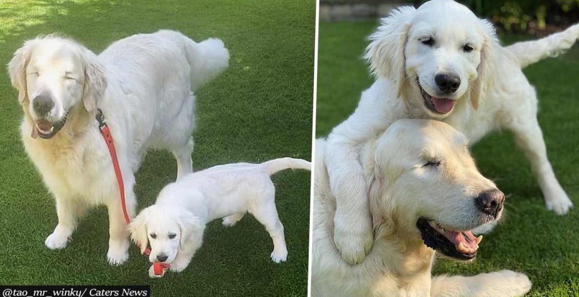 Puppy Becomes Guide Dog For Blind Golden Retriever