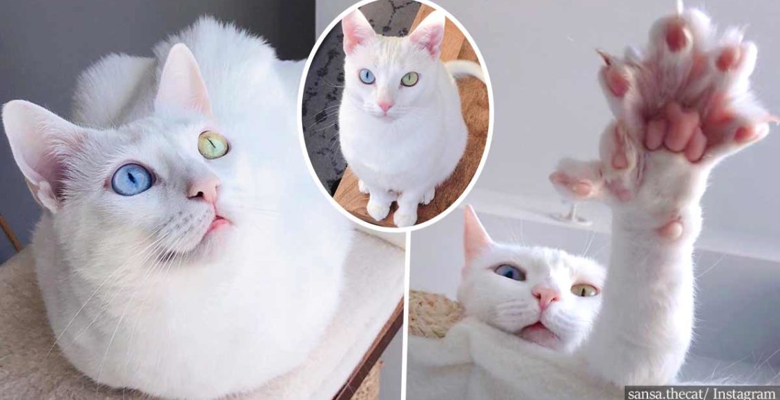 Special needs cat who was abandoned by her owners finds a new home
