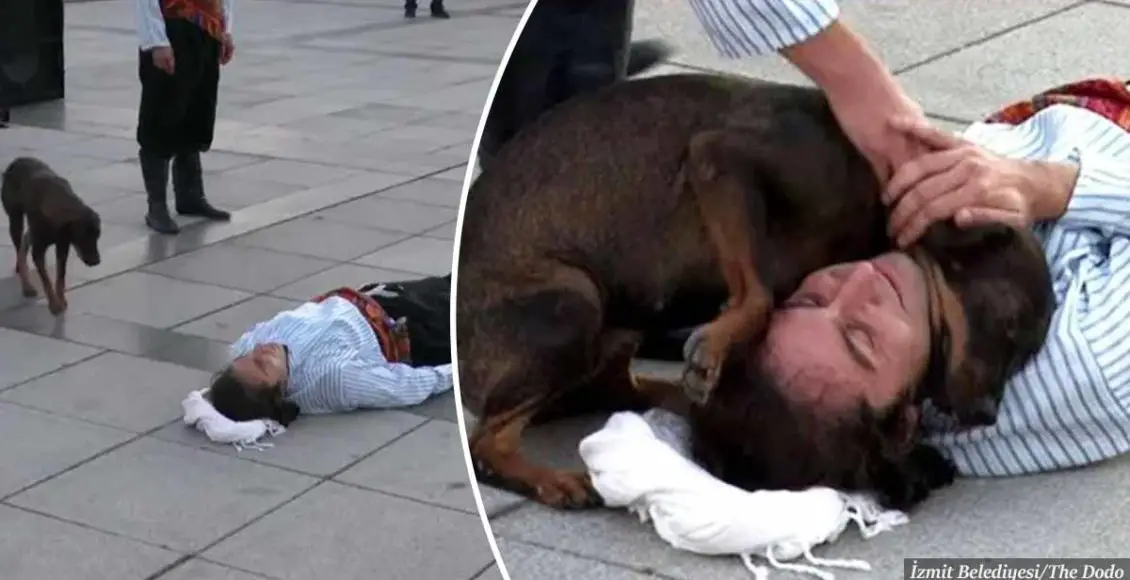 Stray Dog Interrupts Performance To Help Actor Pretending To Be Hurt