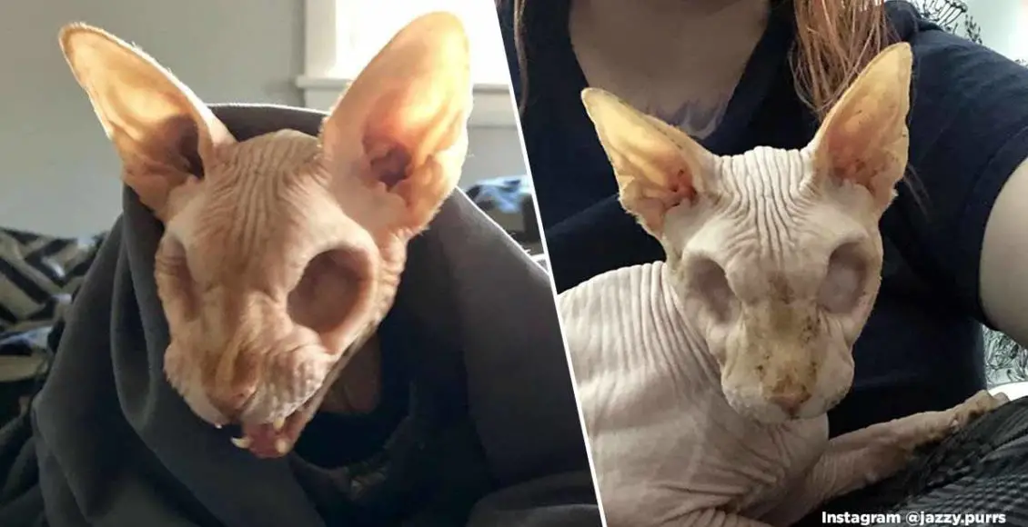 Cute Nightmare hairless eyeless cat is scary, yet undeniably adorable!