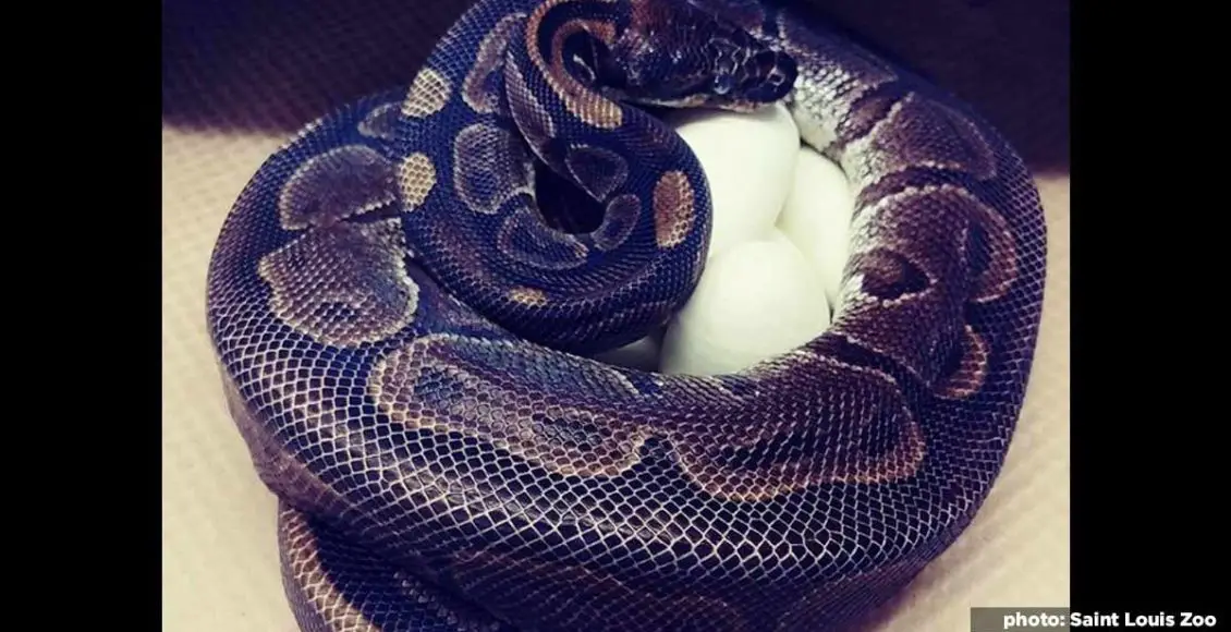 This python laid 7 eggs despite not being near a male for almost 2 decades