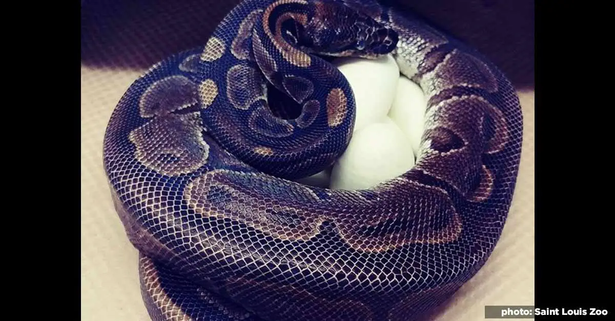 This python laid 7 eggs despite not being near a male for almost 2 decades
