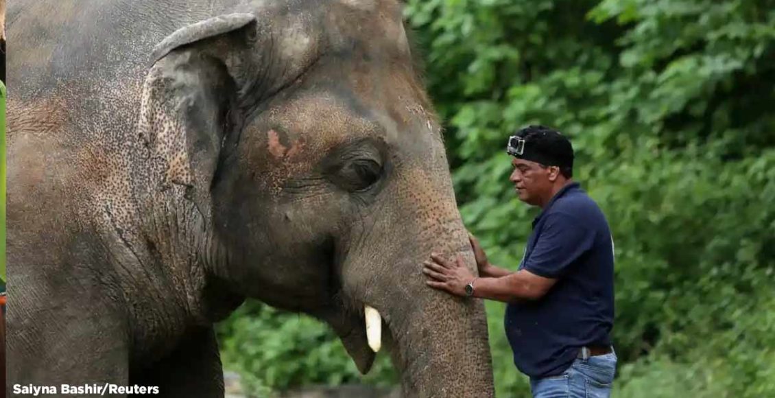 "World's loneliest elephant" kept in a tiny enclosure for 35 years will be allowed to leave Pakistani zoo in seek for better life