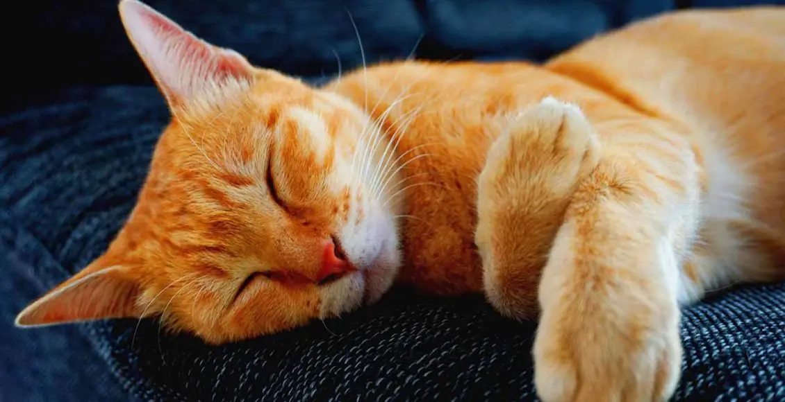 3 Reasons Why Orange Cats Are Special