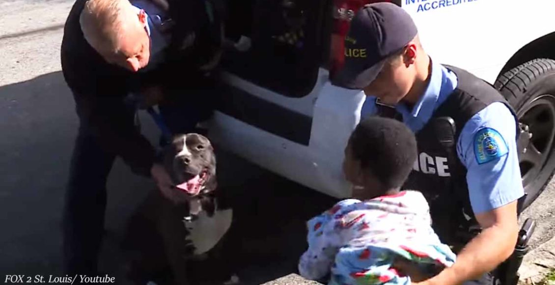 A stray pit bull protected a missing toddler until he was reunited with his father 