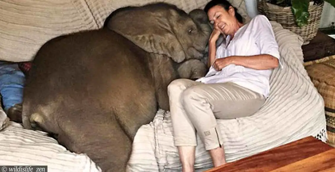 Baby elephant follows his rescuer everywhere she goes