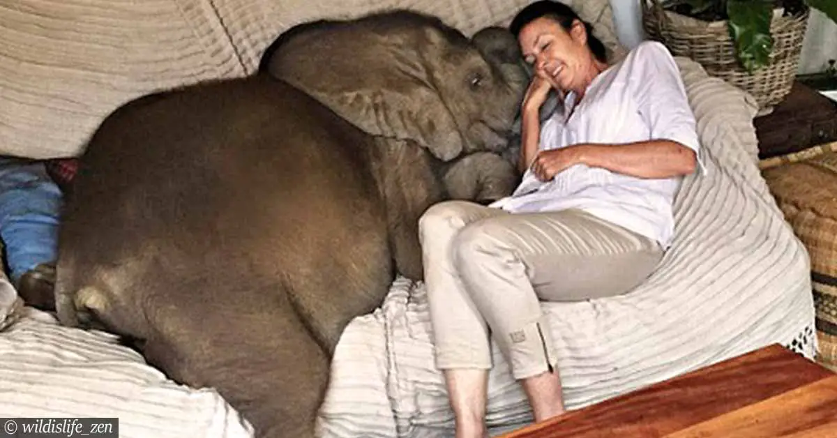 Baby elephant follows his rescuer everywhere she goes