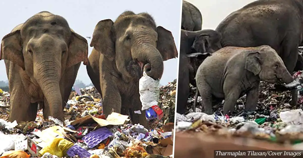 Heartbreaking: Starving Sri Lankan elephants forced to eat garbage to survive