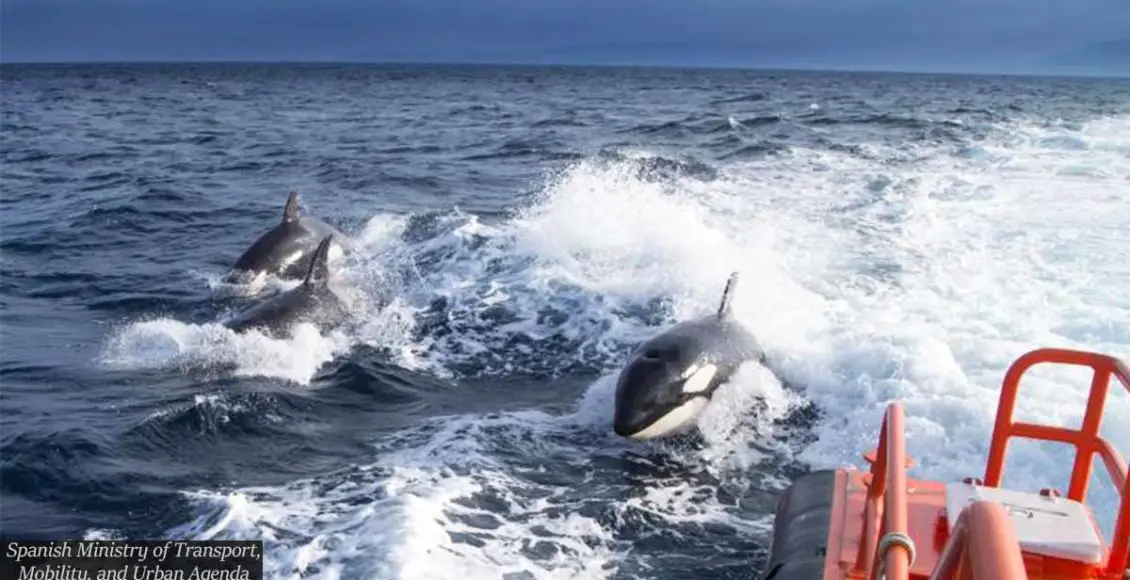 Killer whales seeking vengeance attack boats off Spain and Portugal