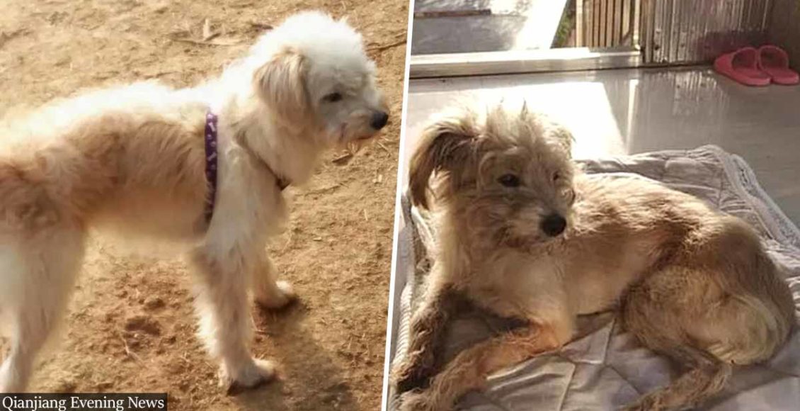 Loyal Dog Walks 59 km In 26 Days To Find Home After Owners Forgot It At Service Station