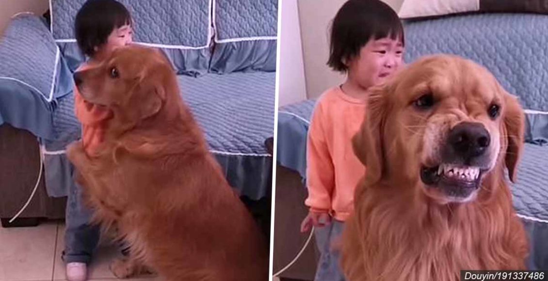 VIDEO: Loyal golden retriever protects crying girl from getting scolded by her mother