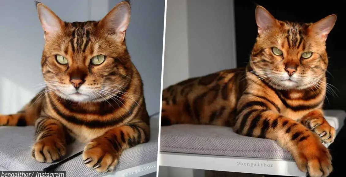 Meet one of the most beautiful cats in the world - Thor the Bengal!