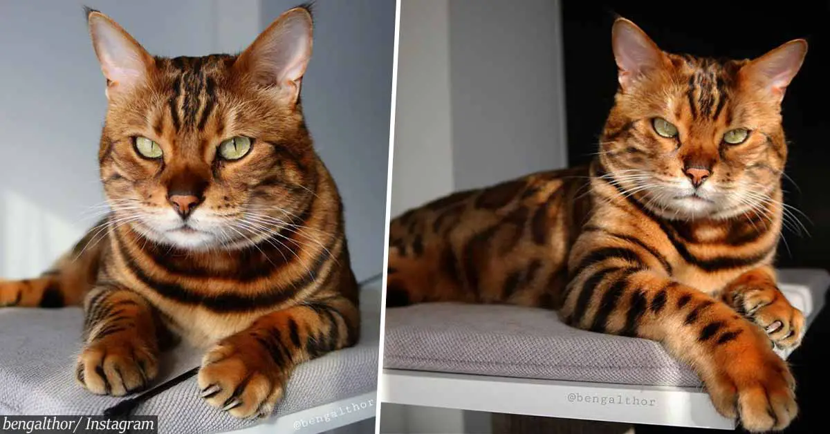 Meet One Of The Most Beautiful Cats In The World Thor The Bengal